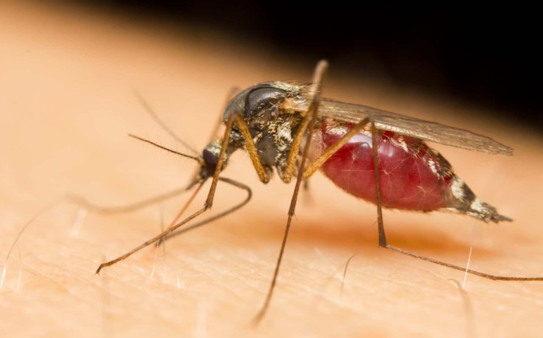 Esforço global contra Covid leva à pesquisa de vacina anti-malária de alta eficácia